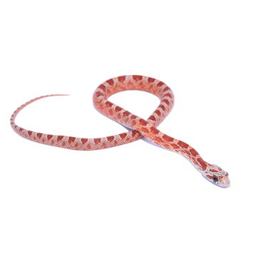 Hypo Masque Blood Red Corn Snake